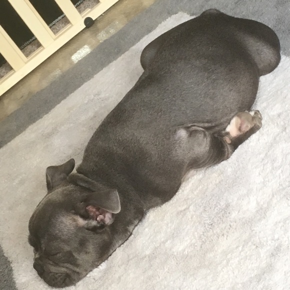 NOT FOR SALE and PET FREE HOME!!! ๐๐ค๐ - Picture 3 of 8